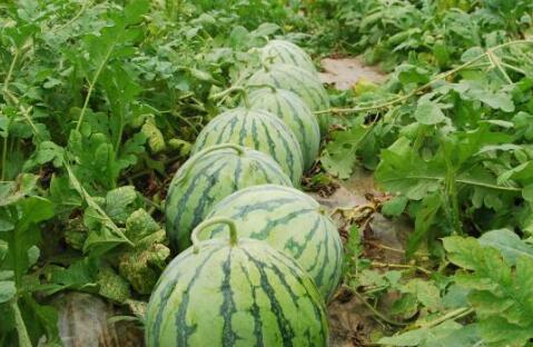 林州吃瓜大爆料,揭秘背后惊人真相