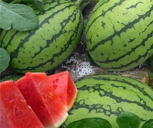 吃瓜网是什么平台