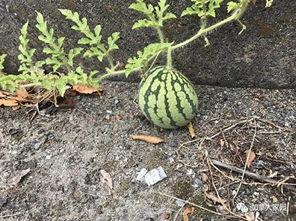 网红吃瓜爆料怎么找,探寻幕后真相与热点追踪